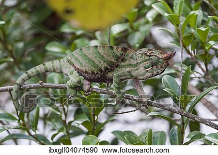 "O'Shaughnessy's Chameleon (Calumma oshaughnessyi), Ranomafana, Madagascar, Africa" View Large Photo Image Stock Image - "O'Shaughnessy's Chameleon (Calumma oshaughnessyi), Ranomafana, Madagascar, Africa". Fotosearch