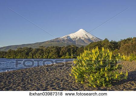 "Osorno volcano and the shore of the bay of Lake Llanquihue, Puerto Varas, Los Lagos Region, Chile, South America" View Large Photo Image Stock Photo - "Osorno volcano and the shore of the bay of Lake Llanquihue, Puerto Varas, Los Lagos Region, Chile, South America". Fotosearch