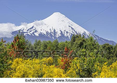 Stock Image - "Osorno volcano, at the front a Chilean Firebush, also Notro or Ciruelillo (Embothrium coccineum), Puerto Varas, Los Lagos Region, Chile, South America". Fotosearch