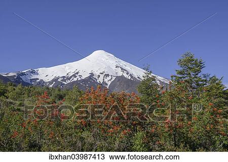 "Osorno volcano, at the front a Chilean Firebush, also Notro or Ciruelillo (Embothrium coccineum), Puerto Varas, Los Lagos Region, Chile, South America" View Large Photo Image Stock Image - "Osorno volcano, at the front a Chilean Firebush, also Notro or Ciruelillo (Embothrium coccineum), Puerto Varas, Los Lagos Region, Chile, South America". Fotosearch