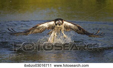 "Osprey (Pandion haliaetus) in flight with Rainbow Trout (Oncorhynchus mykiss) as prey, Pothiolampi, Kangasala, Westfinnland, Finland, Europe" View Large Photo Image Stock Image - "Osprey (Pandion haliaetus) in flight with Rainbow Trout (Oncorhynchus mykiss) as prey, Pothiolampi, Kangasala, Westfinnland, Finland, Europe". Fotosearch