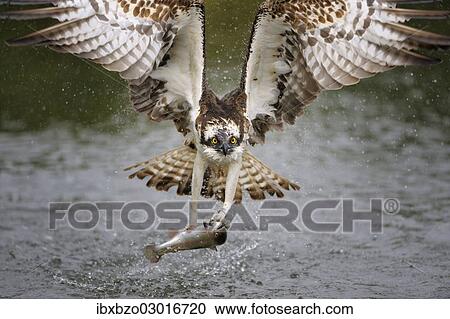 "Osprey (Pandion haliaetus) in flight with a Rainbow Trout (Oncorhynchus mykiss) as prey, Pothiolampi, Kangasala, Westfinnland, Finland, Europe" View Large Photo Image Stock Image - "Osprey (Pandion haliaetus) in flight with a Rainbow Trout (Oncorhynchus mykiss) as prey, Pothiolampi, Kangasala, Westfinnland, Finland, Europe". Fotosearch