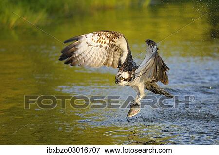 "Osprey (Pandion haliaetus) in flight with Rainbow Trout (Oncorhynchus mykiss) as prey, Pothiolampi, Kangasala, Westfinnland, Finland, Europe" View Large Photo Image Stock Photo - "Osprey (Pandion haliaetus) in flight with Rainbow Trout (Oncorhynchus mykiss) as prey, Pothiolampi, Kangasala, Westfinnland, Finland, Europe". Fotosearch
