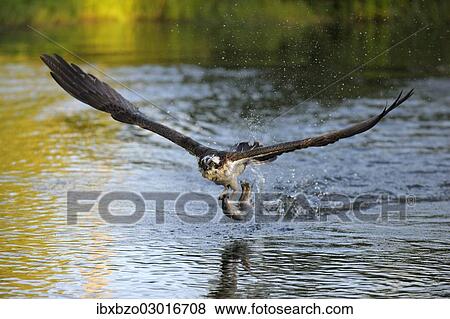 "Osprey (Pandion haliaetus) in flight with Rainbow Trout (Oncorhynchus mykiss) as prey, Pothiolampi, Kangasala, Westfinnland, Finland, Europe" View Large Photo Image Stock Photo - "Osprey (Pandion haliaetus) in flight with Rainbow Trout (Oncorhynchus mykiss) as prey, Pothiolampi, Kangasala, Westfinnland, Finland, Europe". Fotosearch
