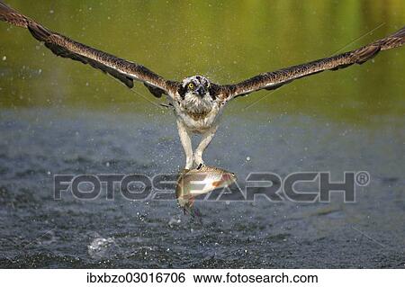 "Osprey (Pandion haliaetus) in flight with a Rainbow Trout (Oncorhynchus mykiss) as prey, Pothiolampi, Kangasala, Westfinnland, Finland, Europe" View Large Photo Image Stock Photograph - "Osprey (Pandion haliaetus) in flight with a Rainbow Trout (Oncorhynchus mykiss) as prey, Pothiolampi, Kangasala, Westfinnland, Finland, Europe". Fotosearch