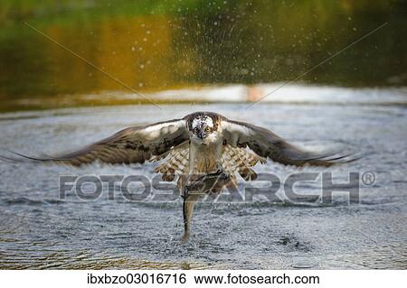 "Osprey (Pandion haliaetus) in flight with Rainbow Trout (Oncorhynchus mykiss) as prey in the morning light, Pothiolampi, Kangasala, Westfinnland, Finland, Europe" View Large Photo Image Stock Photograph - "Osprey (Pandion haliaetus) in flight with Rainbow Trout (Oncorhynchus mykiss) as prey in the morning light, Pothiolampi, Kangasala, Westfinnland, Finland, Europe". Fotosearch