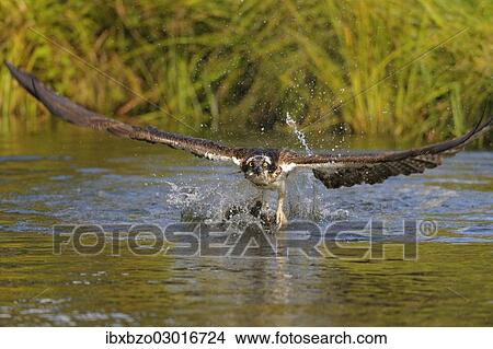 "Osprey (Pandion haliaetus) taking flight after a successful hunt with Rainbow Trout (Oncorhynchus mykiss) as prey, Pothiolampi, Kangasala, Westfinnland, Finland, Europe" View Large Photo Image Picture - "Osprey (Pandion haliaetus) taking flight after a successful hunt with Rainbow Trout (Oncorhynchus mykiss) as prey, Pothiolampi, Kangasala, Westfinnland, Finland, Europe". Fotosearch