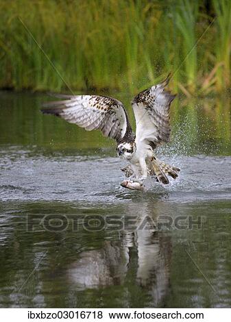 Stock Photo - "Osprey (Pandion haliaetus) taking flight after a successful hunt with Rainbow Trout (Oncorhynchus mykiss) as prey, Pothiolampi, Kangasala, Westfinnland, Finland, Europe". Fotosearch