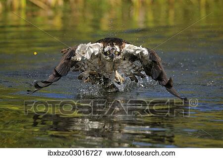 Stock Photo - "Osprey (Pandion haliaetus) taking flight after a successful hunt with Rainbow Trout (Oncorhynchus mykiss) as prey, Pothiolampi, Kangasala, Westfinnland, Finland, Europe". Fotosearch