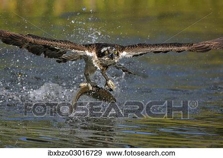 "Osprey (Pandion haliaetus) taking flight after a successful hunt with Rainbow Trout (Oncorhynchus mykiss) as prey, Pothiolampi, Kangasala, Westfinnland, Finland, Europe" View Large Photo Image Stock Photo - "Osprey (Pandion haliaetus) taking flight after a successful hunt with Rainbow Trout (Oncorhynchus mykiss) as prey, Pothiolampi, Kangasala, Westfinnland, Finland, Europe". Fotosearch