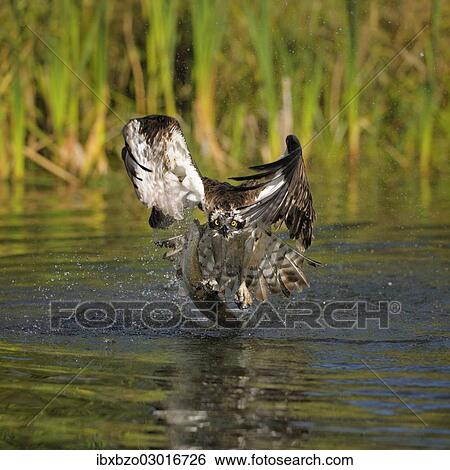 "Osprey (Pandion haliaetus) taking flight after a successful hunt with Rainbow Trout (Oncorhynchus mykiss) as prey, Pothiolampi, Kangasala, Westfinnland, Finland, Europe" View Large Photo Image Stock Photograph - "Osprey (Pandion haliaetus) taking flight after a successful hunt with Rainbow Trout (Oncorhynchus mykiss) as prey, Pothiolampi, Kangasala, Westfinnland, Finland, Europe". Fotosearch