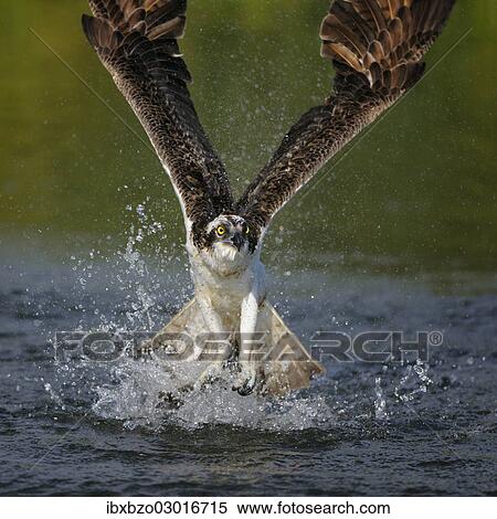 "Osprey (Pandion haliaetus) taking flight after an unsuccessful hunt, Pothiolampi, Kangasala, Westfinnland, Finland, Europe" View Large Photo Image Stock Photography - "Osprey (Pandion haliaetus) taking flight after an unsuccessful hunt, Pothiolampi, Kangasala, Westfinnland, Finland, Europe". Fotosearch