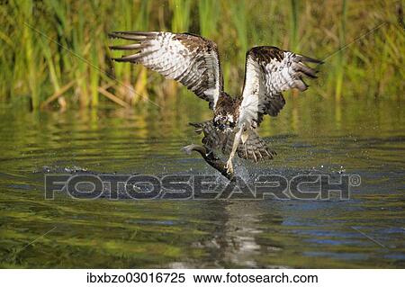 "Osprey (Pandion haliaetus) taking flight after a successful hunt with Rainbow Trout (Oncorhynchus mykiss) as prey, Pothiolampi, Kangasala, Westfinnland, Finland, Europe" View Large Photo Image Stock Photography - "Osprey (Pandion haliaetus) taking flight after a successful hunt with Rainbow Trout (Oncorhynchus mykiss) as prey, Pothiolampi, Kangasala, Westfinnland, Finland, Europe". Fotosearch