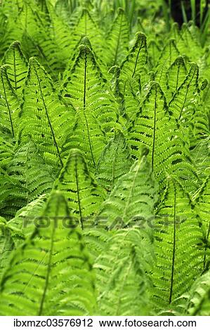 "Ostrich Fern or Shuttlecock Fern (Matteuccia struthiopteris), Stein, Middle Franconia, Bavaria, Germany, Europe" View Large Photo Image Stock Image - "Ostrich Fern or Shuttlecock Fern (Matteuccia struthiopteris), Stein, Middle Franconia, Bavaria, Germany, Europe". Fotosearch