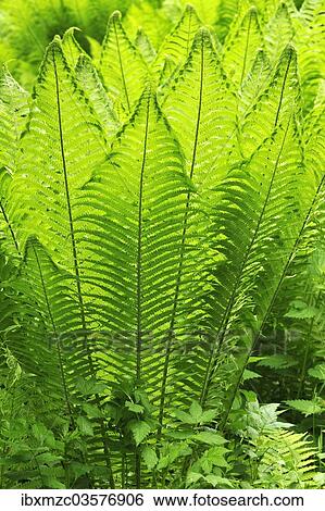 "Ostrich Fern or Shuttlecock Fern (Matteuccia struthiopteris), Stein, Middle Franconia, Bavaria, Germany, Europe" View Large Photo Image Stock Photograph - "Ostrich Fern or Shuttlecock Fern (Matteuccia struthiopteris), Stein, Middle Franconia, Bavaria, Germany, Europe". Fotosearch