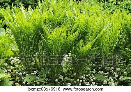 "Ostrich Fern or Shuttlecock Fern (Matteuccia struthiopteris), Stein, Middle Franconia, Bavaria, Germany, Europe" View Large Photo Image Stock Photograph - "Ostrich Fern or Shuttlecock Fern (Matteuccia struthiopteris), Stein, Middle Franconia, Bavaria, Germany, Europe". Fotosearch