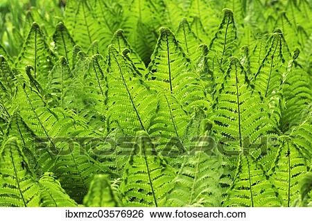 "Ostrich Fern or Shuttlecock Fern (Matteuccia struthiopteris), Stein, Middle Franconia, Bavaria, Germany, Europe" View Large Photo Image Stock Photograph - "Ostrich Fern or Shuttlecock Fern (Matteuccia struthiopteris), Stein, Middle Franconia, Bavaria, Germany, Europe". Fotosearch