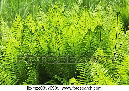 "Ostrich Fern or Shuttlecock Fern (Matteuccia struthiopteris), Stein, Middle Franconia, Bavaria, Germany, Europe" View Large Photo Image Stock Photography - "Ostrich Fern or Shuttlecock Fern (Matteuccia struthiopteris), Stein, Middle Franconia, Bavaria, Germany, Europe". Fotosearch