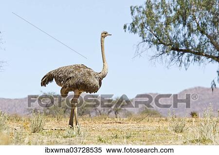 "Ostrich or Common Ostrich (Struthio camelus), female, Etosha National Park, Namibia, Africa" View Large Photo Image Stock Photography - "Ostrich or Common Ostrich (Struthio camelus), female, Etosha National Park, Namibia, Africa". Fotosearch