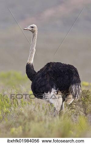 Stock Photograph - "Ostrich (Struthio camelus), Bontebok National Park, South Africa, Africa". Fotosearch