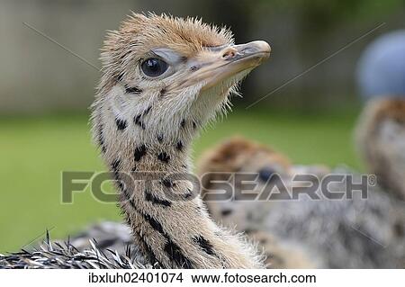 "Ostrich (Struthio camelus), chick, ostrich farm, captive, Wermelskirchen, North Rhine-Westphalia, Germany, Europe" View Large Photo Image Picture - "Ostrich (Struthio camelus), chick, ostrich farm, captive, Wermelskirchen, North Rhine-Westphalia, Germany, Europe". Fotosearch