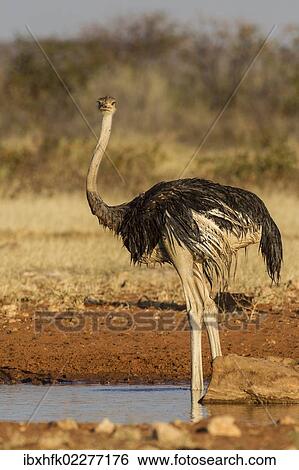 "Ostrich (Struthio camelus), Etosha National Park, Namibia, Africa" View Large Photo Image Stock Photograph - "Ostrich (Struthio camelus), Etosha National Park, Namibia, Africa". Fotosearch