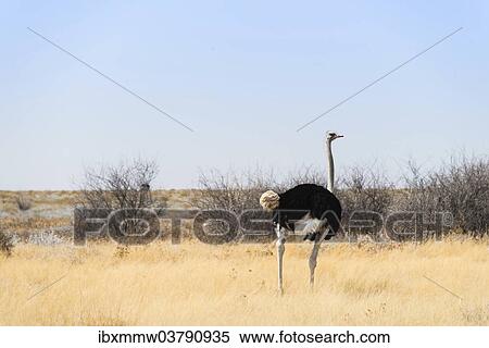 "Ostrich (Struthio camelus), Etosha National Park, Namibia, Africa" View Large Photo Image Stock Photography - "Ostrich (Struthio camelus), Etosha National Park, Namibia, Africa". Fotosearch