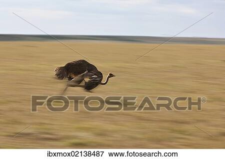 "Ostrich (Struthio camelus), female, on the run, Masai Mara National Reserve, Kenya, East Africa, PublicGround, Africa" View Large Photo Image Stock Photo - "Ostrich (Struthio camelus), female, on the run, Masai Mara National Reserve, Kenya, East Africa, PublicGround, Africa". Fotosearch