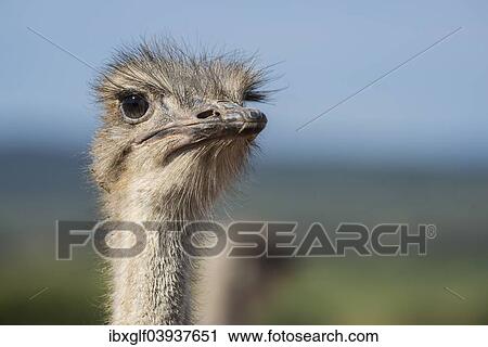 "Ostrich (Struthio camelus), Little Karoo, Western Cape, South Africa, Africa" View Large Photo Image Stock Image - "Ostrich (Struthio camelus), Little Karoo, Western Cape, South Africa, Africa". Fotosearch
