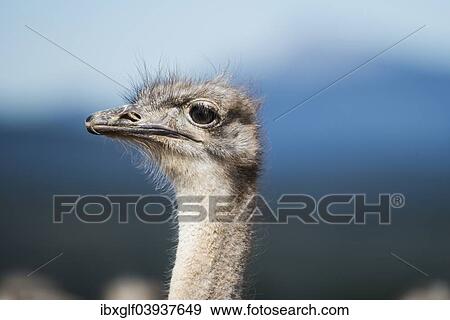 "Ostrich (Struthio camelus), Little Karoo, Western Cape, South Africa, Africa" View Large Photo Image Stock Photo - "Ostrich (Struthio camelus), Little Karoo, Western Cape, South Africa, Africa". Fotosearch