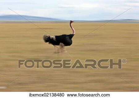 "Ostrich (Struthio camelus), male, on the run, Masai Mara National Reserve, Kenya, East Africa, PublicGround, Africa" View Large Photo Image Stock Image - "Ostrich (Struthio camelus), male, on the run, Masai Mara National Reserve, Kenya, East Africa, PublicGround, Africa". Fotosearch