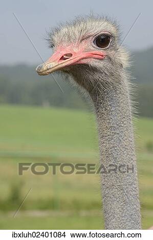 "Ostrich (Struthio camelus), portrait, ostrich farm, captive, Wermelskirchen, North Rhine-Westphalia, Germany, Europe" View Large Photo Image Picture - "Ostrich (Struthio camelus), portrait, ostrich farm, captive, Wermelskirchen, North Rhine-Westphalia, Germany, Europe". Fotosearch