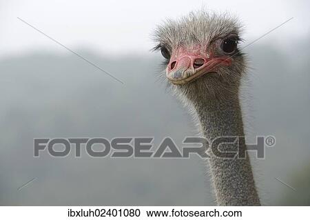 "Ostrich (Struthio camelus), portrait, ostrich farm, captive, Wermelskirchen, North Rhine-Westphalia, Germany, Europe" View Large Photo Image Stock Image - "Ostrich (Struthio camelus), portrait, ostrich farm, captive, Wermelskirchen, North Rhine-Westphalia, Germany, Europe". Fotosearch