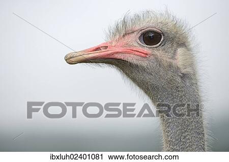 "Ostrich (Struthio camelus), portrait, ostrich farm, captive, Wermelskirchen, North Rhine-Westphalia, Germany, Europe" View Large Photo Image Stock Image - "Ostrich (Struthio camelus), portrait, ostrich farm, captive, Wermelskirchen, North Rhine-Westphalia, Germany, Europe". Fotosearch