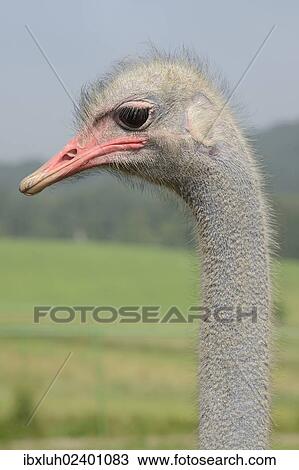 "Ostrich (Struthio camelus), portrait, ostrich farm, captive, Wermelskirchen, North Rhine-Westphalia, Germany, Europe" View Large Photo Image Stock Image - "Ostrich (Struthio camelus), portrait, ostrich farm, captive, Wermelskirchen, North Rhine-Westphalia, Germany, Europe". Fotosearch