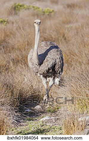 Picture - "Ostrich (Struthio camelus), Table Mountain National Park, South Africa, Africa". Fotosearch