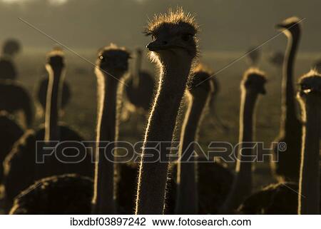 "Ostriches or Common Ostriches (Struthio camelus), silhouettes, backlit, Ostrich Farm, Oudtshoorn, Little Karoo, Eden District, Western Cape, South Africa, Africa" View Large Photo Image Stock Image - "Ostriches or Common Ostriches (Struthio camelus), silhouettes, backlit, Ostrich Farm, Oudtshoorn, Little Karoo, Eden District, Western Cape, South Africa, Africa". Fotosearch