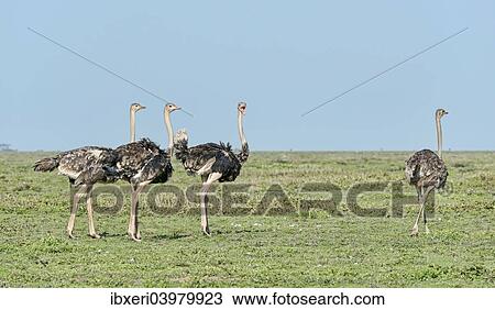 "Ostriches (Struthio camelus), Serengeti, Tanzania, Africa" View Large Photo Image Stock Image - "Ostriches (Struthio camelus), Serengeti, Tanzania, Africa". Fotosearch