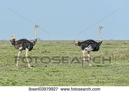 "Ostriches (Struthio camelus), Serengeti, Tanzania, Africa" View Large Photo Image Stock Photo - "Ostriches (Struthio camelus), Serengeti, Tanzania, Africa". Fotosearch