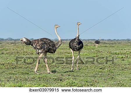 "Ostriches (Struthio camelus), Serengeti, Tanzania, Africa" View Large Photo Image Stock Photography - "Ostriches (Struthio camelus), Serengeti, Tanzania, Africa". Fotosearch