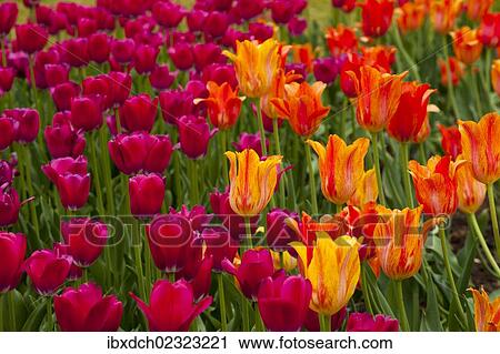 Stock Image - Ottawa Tulip Festivale. Fotosearch
