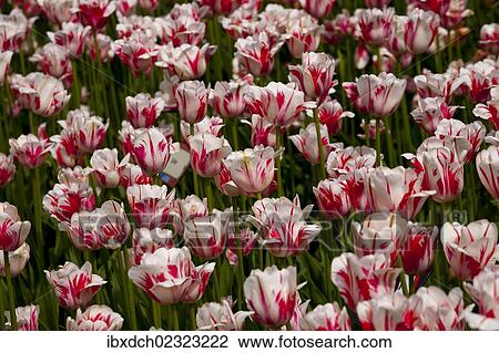 Stock Image - Ottawa Tulip Festivale. Fotosearch