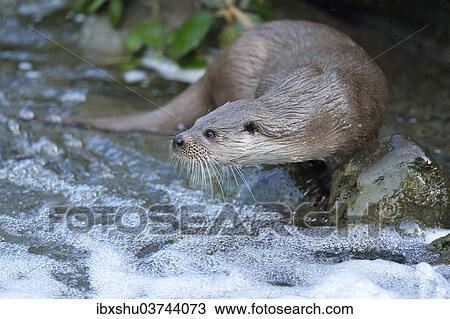 Stock Image - "Otter (Lutra lutra), captive, Sihlwald, Canton of Zurich, Switzerland, Europe". Fotosearch