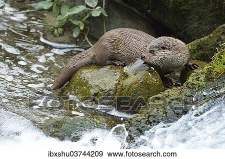 "Otter (Lutra lutra), captive, Sihlwald, Canton of Zurich, Switzerland, Europe" View Large Photo Image Stock Photo - "Otter (Lutra lutra), captive, Sihlwald, Canton of Zurich, Switzerland, Europe". Fotosearch