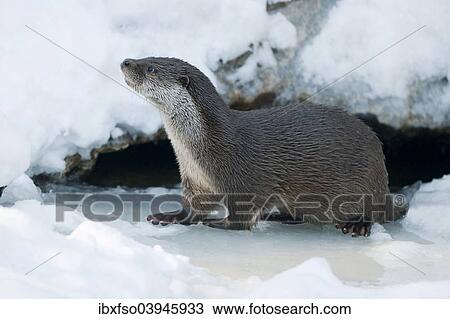 "Otter (Lutra lutra) in the snow, Bavarian Forest National Park, Bavaria, Germany, Europe" View Large Photo Image Stock Image - "Otter (Lutra lutra) in the snow, Bavarian Forest National Park, Bavaria, Germany, Europe". Fotosearch