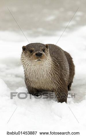 Otter (Lutra lutra) in winter View Large Photo Image Stock Photo - Otter (Lutra lutra) in winter. Fotosearch