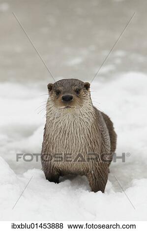 Otter (Lutra lutra) in winter View Large Photo Image Stock Photo - Otter (Lutra lutra) in winter. Fotosearch