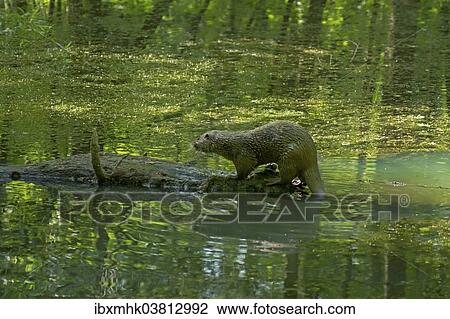 Stock Image - "Otter (Lutra lutra) on tree trunk in the water, Isselburg, Germany, Europe". Fotosearch
