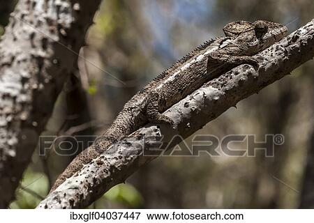"Oustalet's Chameleon or Malagasy Giant Chameleon (Furcifer oustaleti), Zombitse National Park, Madagascar, Africa" View Large Photo Image Stock Photo - "Oustalet's Chameleon or Malagasy Giant Chameleon (Furcifer oustaleti), Zombitse National Park, Madagascar, Africa". Fotosearch
