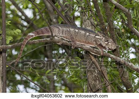 "Oustalet's or Malagasy Giant Chameleon (Furcifer oustaleti), Adringitra region, Madagascar, Africa" View Large Photo Image Stock Image - "Oustalet's or Malagasy Giant Chameleon (Furcifer oustaleti), Adringitra region, Madagascar, Africa". Fotosearch